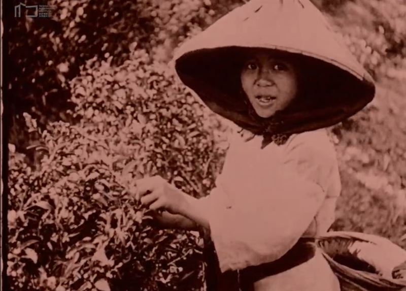 105年前採茶林志玲、搬甘蔗許光漢照片曝光，《福爾摩沙》紀錄片逼哭全網。（圖／國家影視聽中心提供）