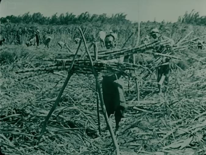 105年前採茶林志玲、搬甘蔗許光漢照片曝光，《福爾摩沙》紀錄片逼哭全網。（圖／國家影視聽中心提供）