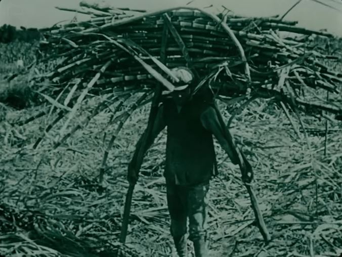 105年前採茶林志玲、搬甘蔗許光漢照片曝光，《福爾摩沙》紀錄片逼哭全網。（圖／國家影視聽中心提供）