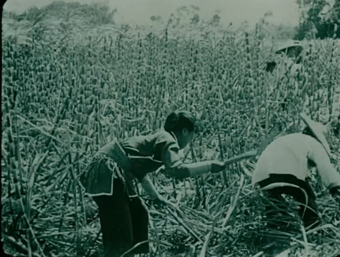 105年前採茶林志玲、搬甘蔗許光漢照片曝光，《福爾摩沙》紀錄片逼哭全網。（圖／國家影視聽中心提供）