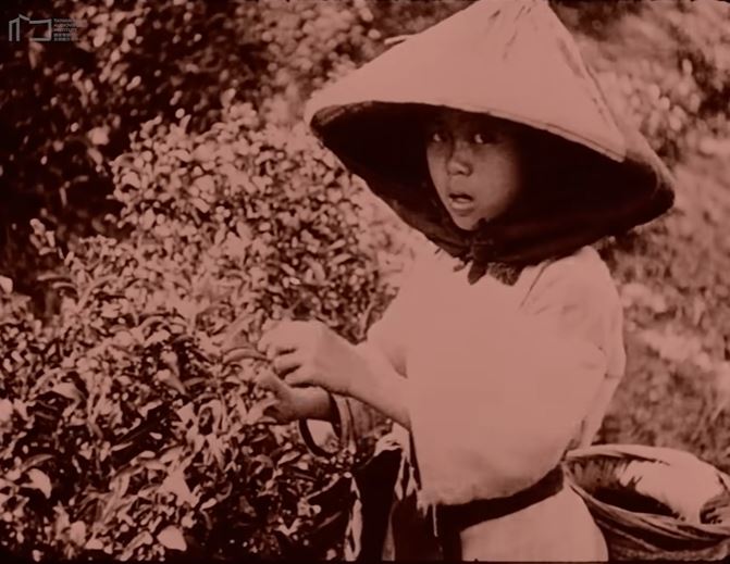 105年前採茶林志玲、搬甘蔗許光漢照片曝光，《福爾摩沙》紀錄片逼哭全網。（圖／國家影視聽中心提供）