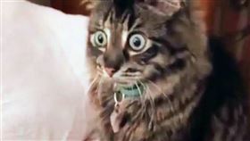 圖片描述。（圖／翻攝自微博）