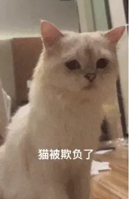 小白貓寄養後慘遇十多隻母貓，回來後一臉憂鬱。（圖／翻攝自微博）