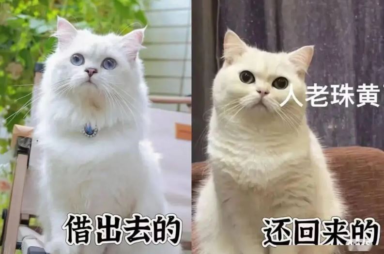 小白貓寄養回家後，像「老了三十歲」，主人心碎。（圖／翻攝自微博）
