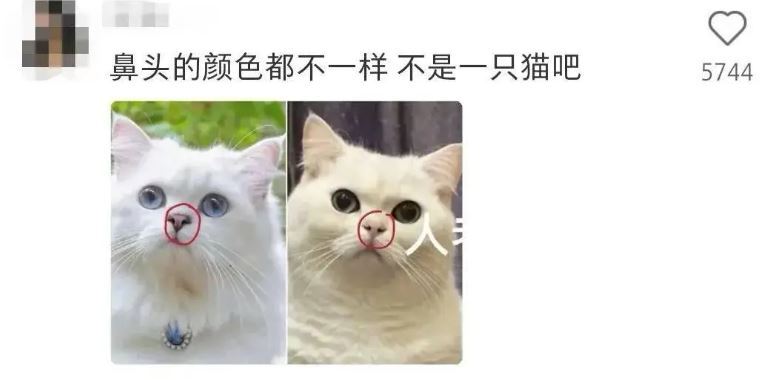網友們一眼戳破，根本不是同一隻貓。（圖／翻攝自微博）