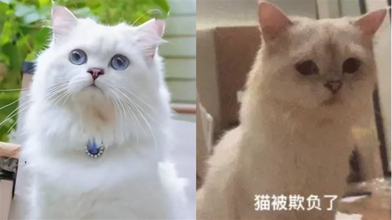 女孩控訴，小白貓寄養後，回到家判若兩貓。（圖／翻攝自微博）