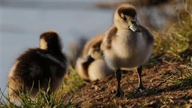 鴨子。（示意圖／PIXABAY）