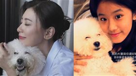 賈靜雯的愛犬「miu miu」在去年過世。（圖／翻攝自臉書）
