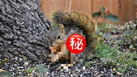 松鼠、鼠。（示意圖／PIXABAY）