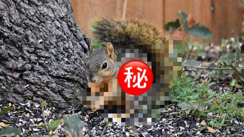 野外現「腫瘤松鼠」專家示警：狗貓恐中招