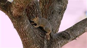 若發現松鼠身上出現異常腫塊，別誤以為只是肥胖或體質問題，那些腫塊多半與蠅蛆（botfly）寄生有關。（示意圖／PIXABAY）