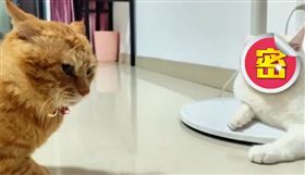 圖片描述。（圖／翻攝自微博）