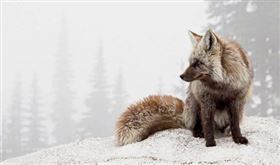 喀斯喀赤狐（Vulpes vulpes cascadensis ）是美國華盛頓州特有的瀕危赤狐亞種。30多萬年前，在伊利諾冰河期，喀斯喀赤狐的祖先跨越白令陸橋，定居於北美洲。（圖／翻攝維基百科）