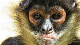 猴子、猴群、攻擊。（示意圖／PIXABAY）