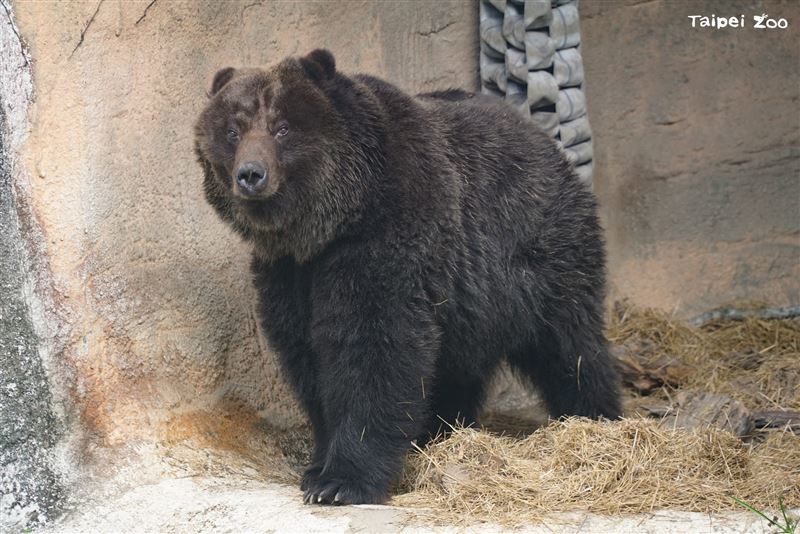 棕熊小喬遭馬戲團棄養後進入動物園,已陪伴台灣人成長約20年。(圖/台北市立動物園提供)