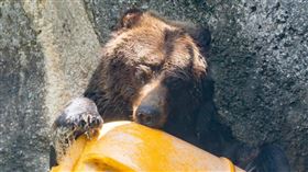 台北市立動物園,棕熊,小喬。（圖／台北市立動物園提供）
