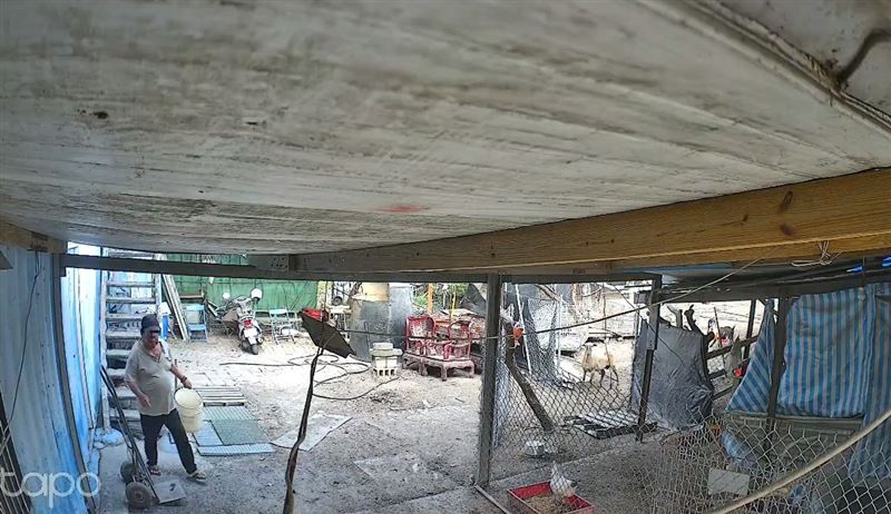 林姓飼主調閱監視器後，懷疑地主下毒殺羊。(圖／翻攝畫面)