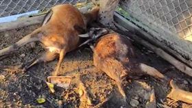 彰化秀水，120隻母羊慘遭毒死，地主，下毒，林姓飼主報警提告(圖／翻攝畫面)