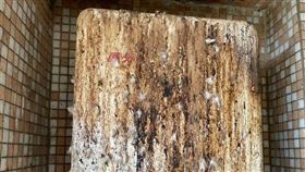 彰化民宅熱水器竄火舌！起火關鍵竟是鳥屎