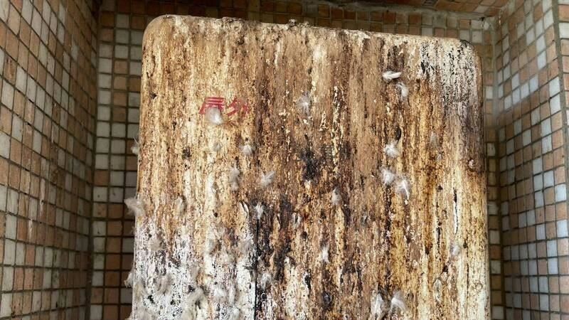 彰化民宅熱水器竄火舌！起火關鍵竟是鳥屎