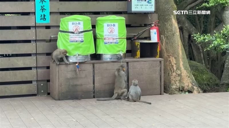 獼猴在奉茶的出水孔摸來摸去