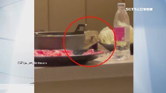 「料理鼠王」爬上桌狂嗑　衛生局稽查開罰