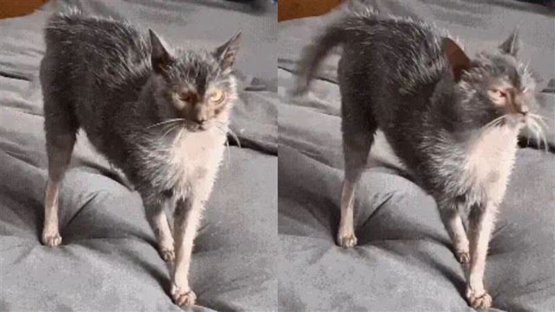 這名網友曬出的超醜貓，其實是一種罕見品種，名叫「狼貓」（Lykoi）。（圖／翻攝自微博）