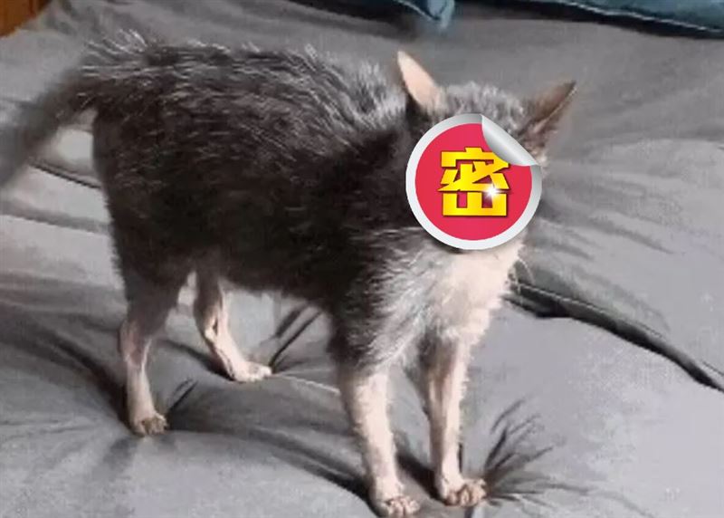 一名網友在社群平台曬出自家「超級醜貓」，引發熱議。（圖／翻攝自微博）