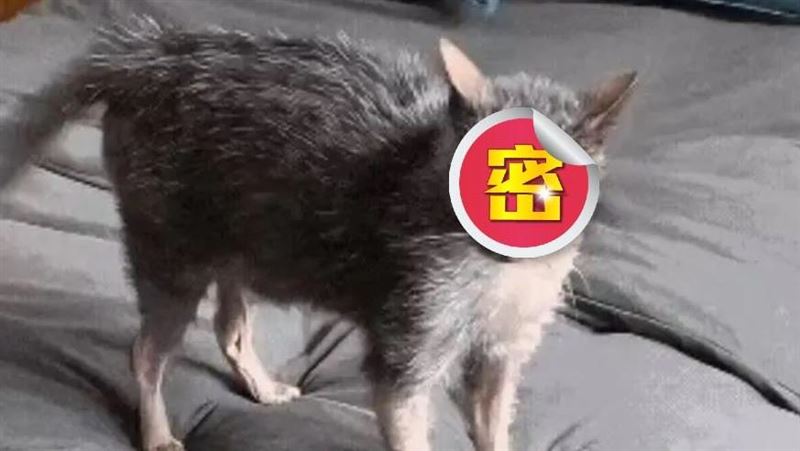 「超醜貓」意外爆紅！網笑：哪來的大耗子