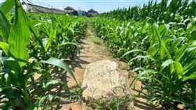 中國最矮山「僅0.6公尺」。（翻攝自微博）