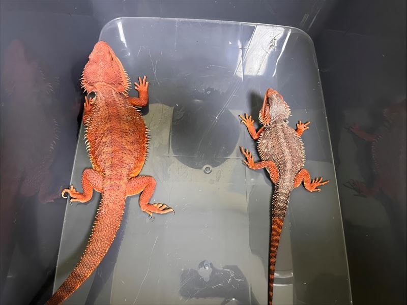 新北市動保處檢視發現包裹內裝有一雄一雌的「紅魔血系鬆獅蜥」。（圖／新北市動保處提供）