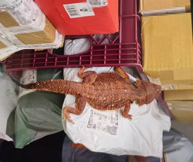 新北市動保處接獲通報，在超商包裹有一隻蜥蜴出沒。（圖／新北市動保處提供）