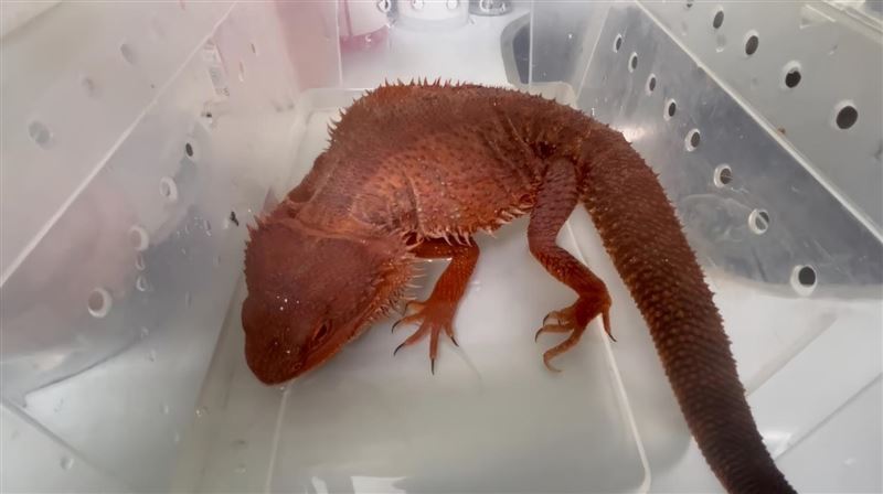 「紅魔血系鬆獅蜥」正在大口喝水。（圖／新北市動保處提供）