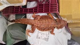新北市動保處接獲通報，指超商包裹有一隻蜥蜴出沒。（圖／動保處提供）