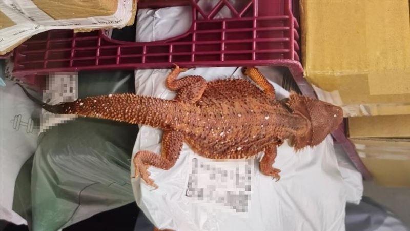 超商包裹驚見紅色蜥蜴！裁處1萬元並沒入