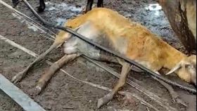 彰化秀水，120隻母羊慘遭毒死，地主，下毒，林姓飼主報警提告(圖／翻攝畫面)