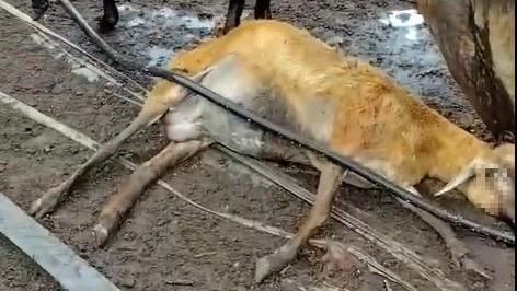 被控為賺6倍租金毒死120頭羊…地主回應了