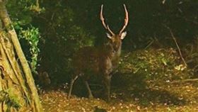  中壢大江購物中心，驚見超巨大梅花鹿，網喊神獸來了(圖／翻攝自我是中壢人臉書)