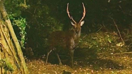 巨鹿現身中壢大江購物中心　網嗨：山神獸