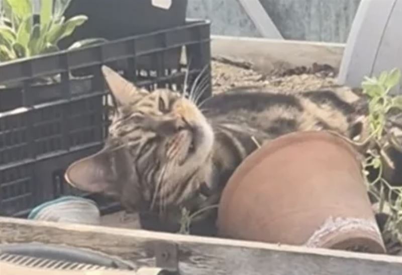 虎斑貓闖進溫室大吃貓薄荷。（圖／翻攝自Reddit ＠Key_Tangelo7562）