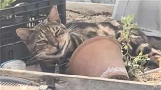 虎斑貓闖貓薄荷溫室！超ㄎㄧㄤ神情嚇壞人