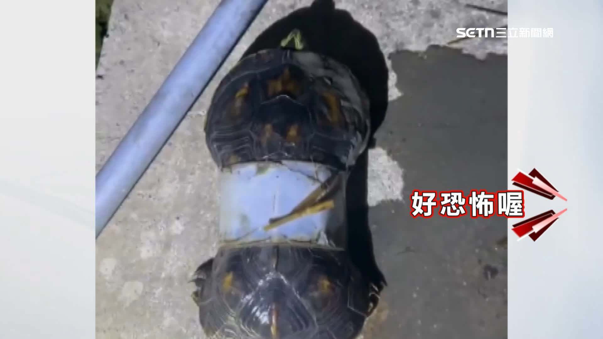 嘉義六腳民眾在水溝裡發現一隻烏龜，龜殼遭塑膠環套住嚴重扭曲成「8」字型