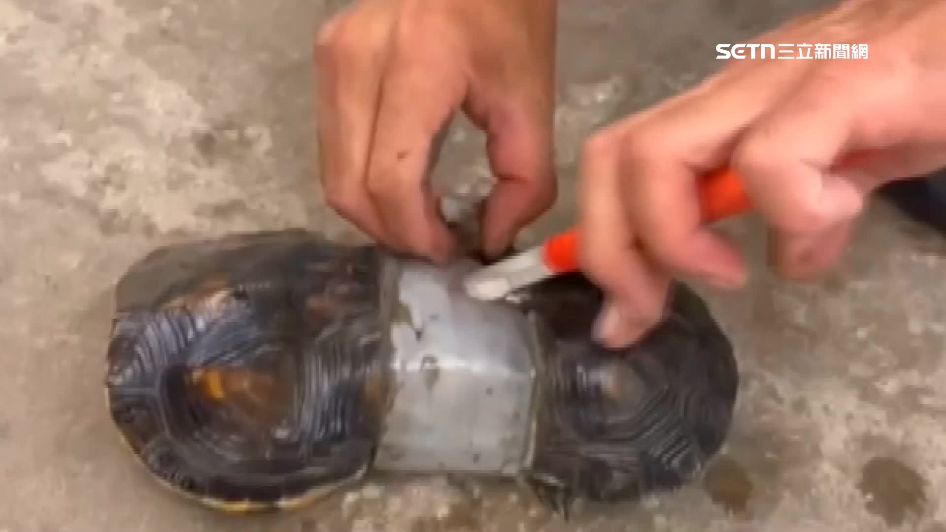 民眾拿起剪刀把套在龜殼上的塑膠環剪開