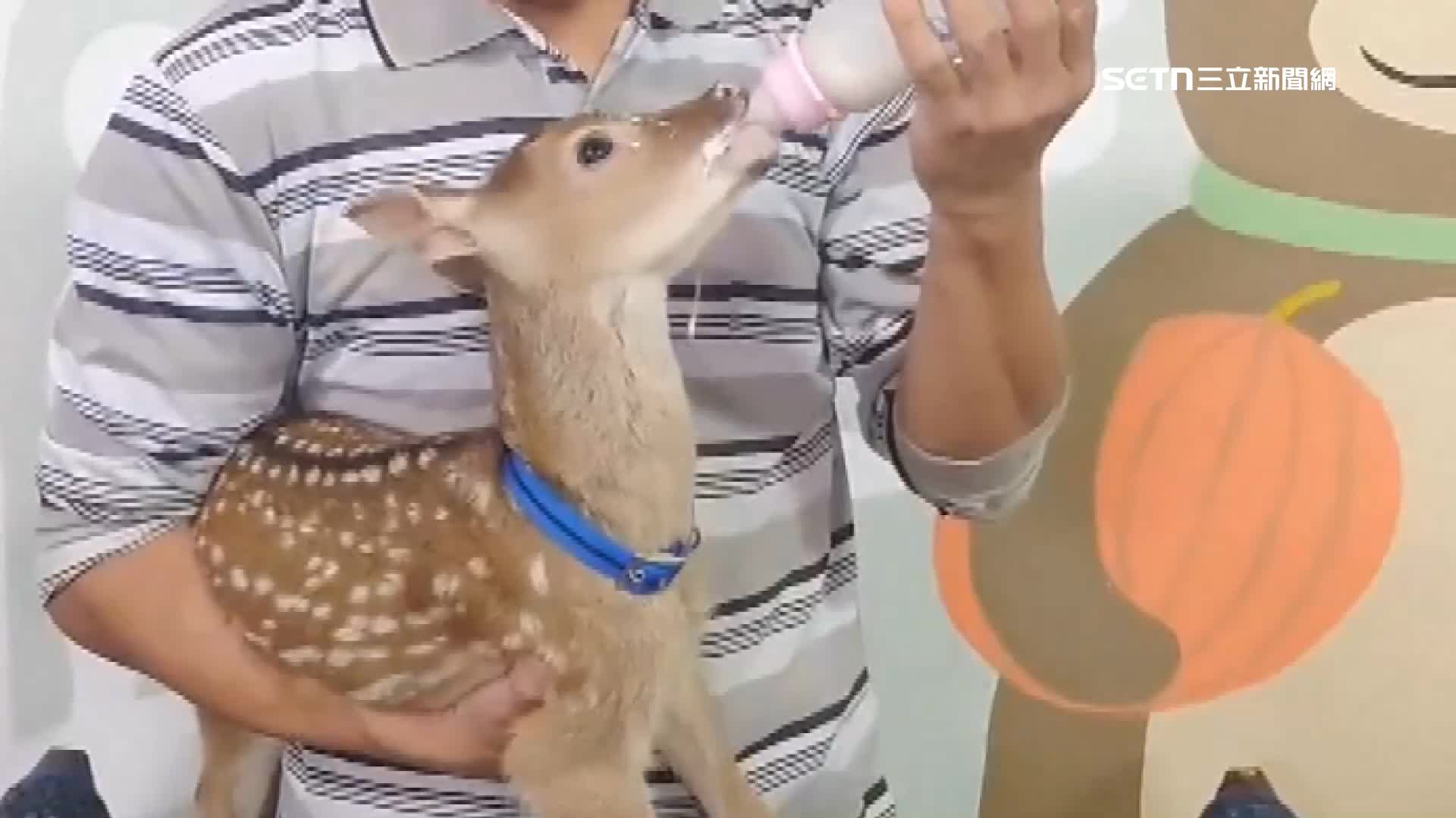 壯壯小時候喝奶的影片