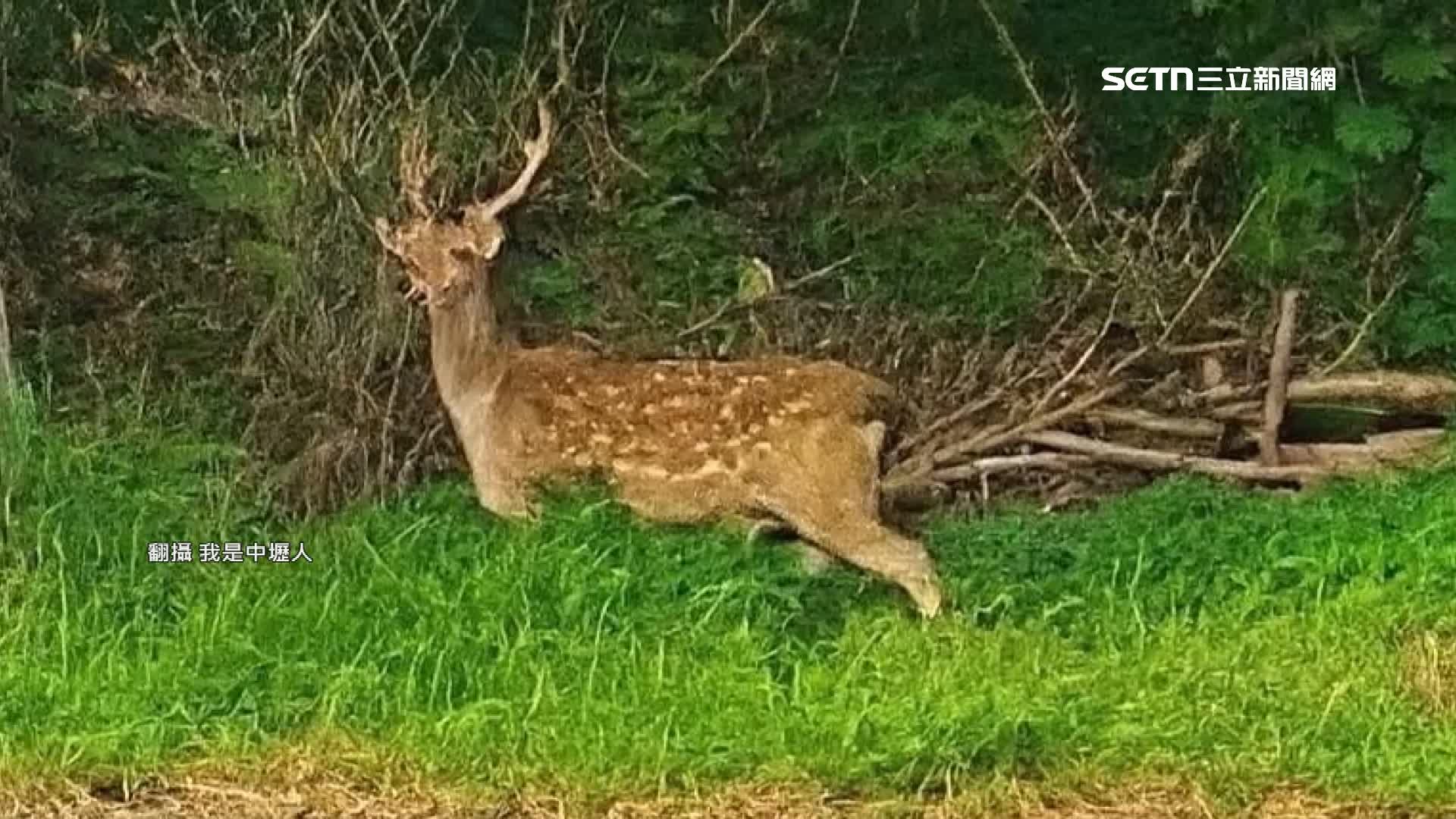農業局也提醒民眾如果發現出現在路邊的小鹿，還是得保持安全距離避免造成危險