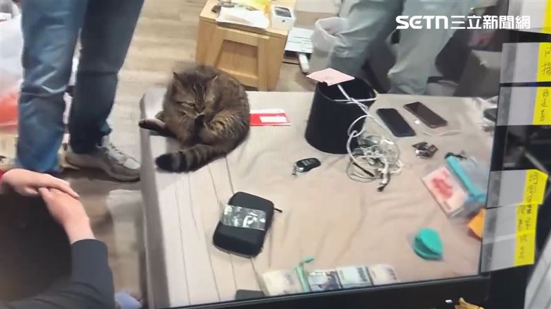 范姓嫌犯飼養6隻名貴貓的曼赤肯貓，用貓砂氣味來掩蓋毒品分裝的異味。(圖／翻攝畫面)