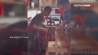 毛小孩也收驚！柴犬咬黑令旗畫面引討論