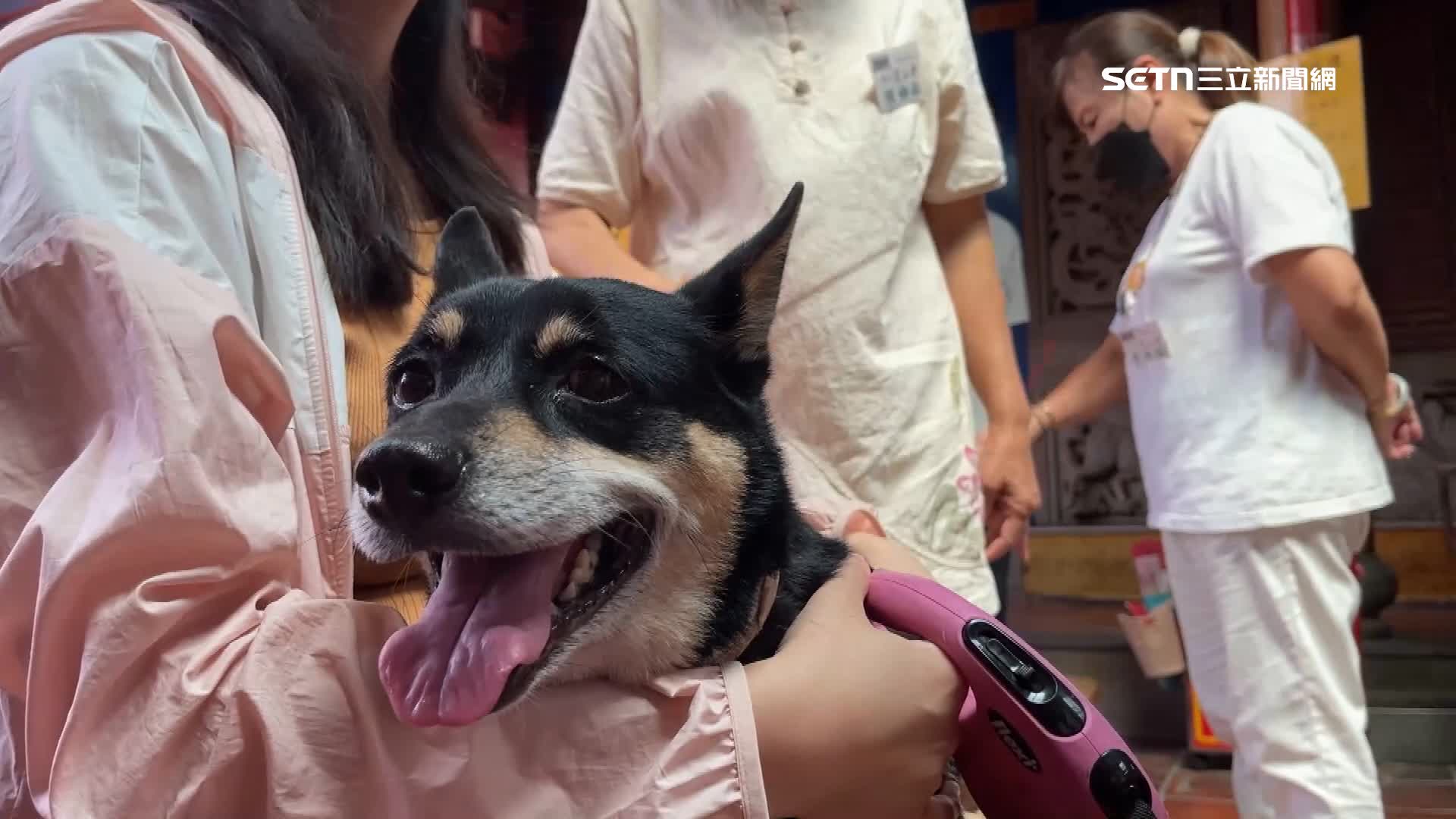 台南南鯤鯓代天府竟然有隻狗狗在收驚