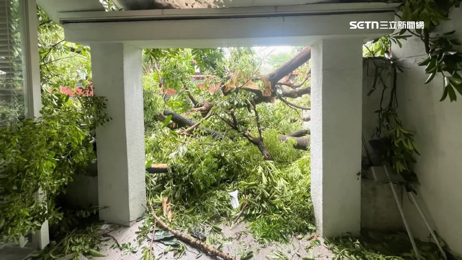 7月初的丹娜絲颱風吹倒大樹，造成一旁店家落地玻璃破裂