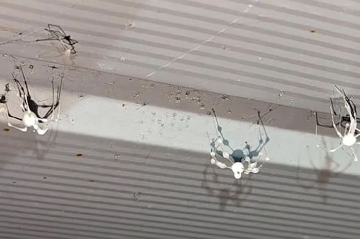 遠看以為是棉絮，近看竟是覆蓋上一層白色真菌的蜘蛛，因遭受艾登堡吉貝菌感染而死亡。(圖／翻攝自Reddit)